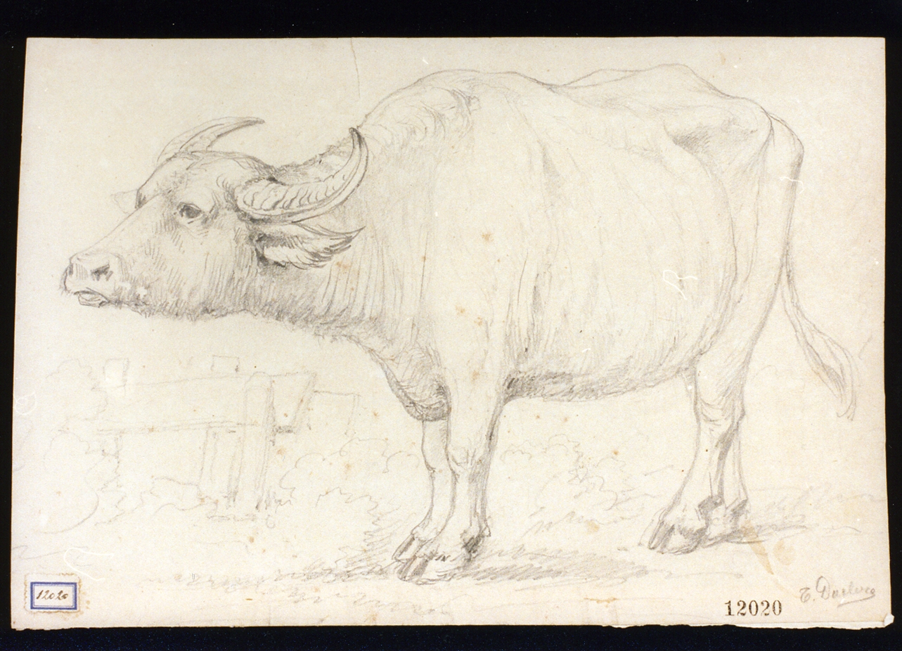 bufalo (disegno) di Duclère Teodoro (sec. XIX)
