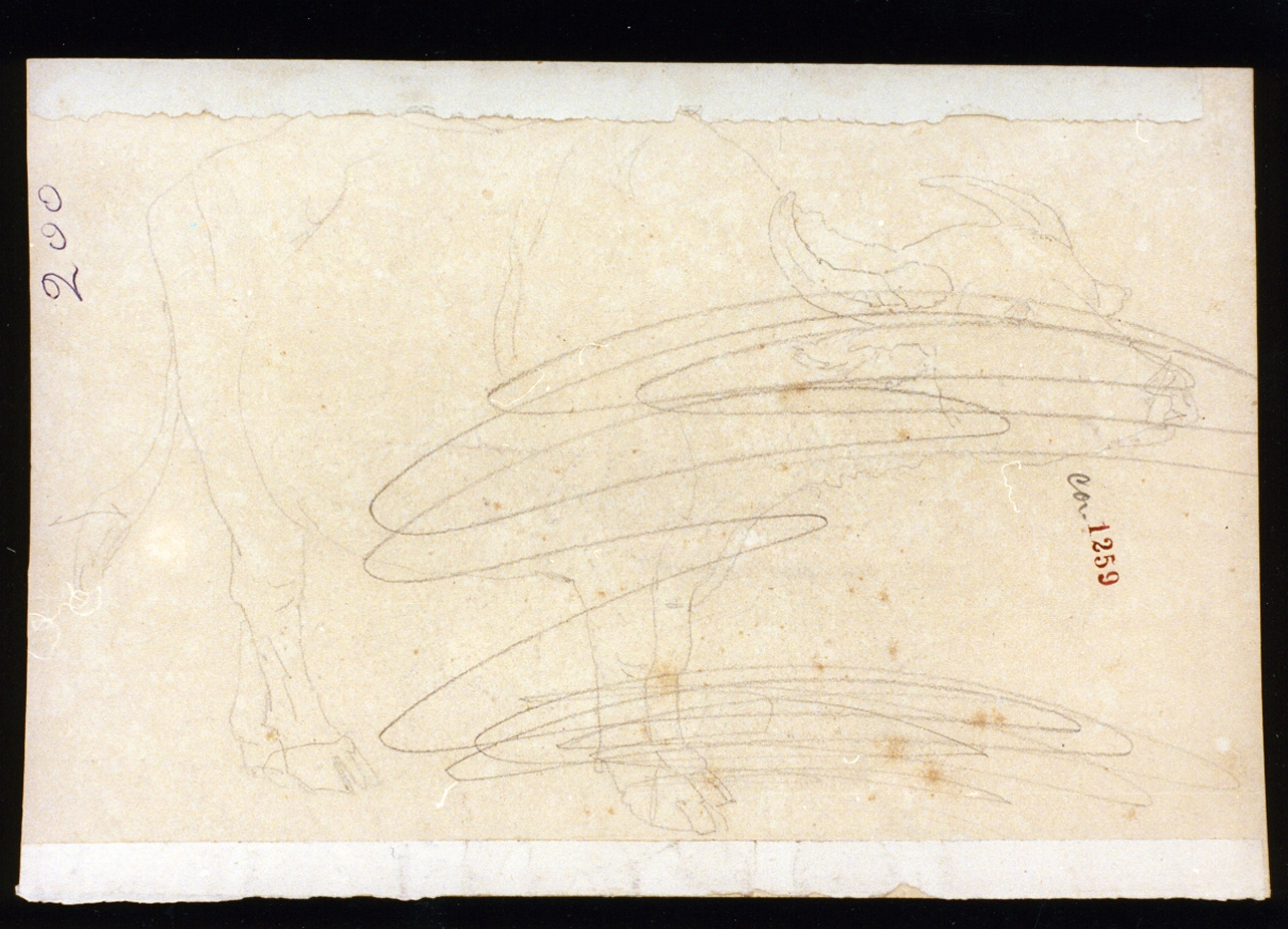 studio di bufalo (disegno) di Duclère Teodoro (sec. XIX)
