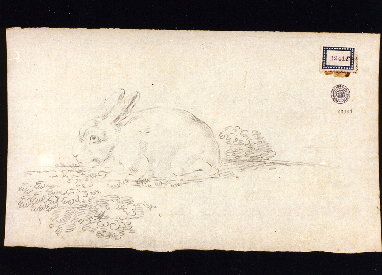 coniglio (disegno) di Cammarano Giuseppe (prima metà sec. XIX)