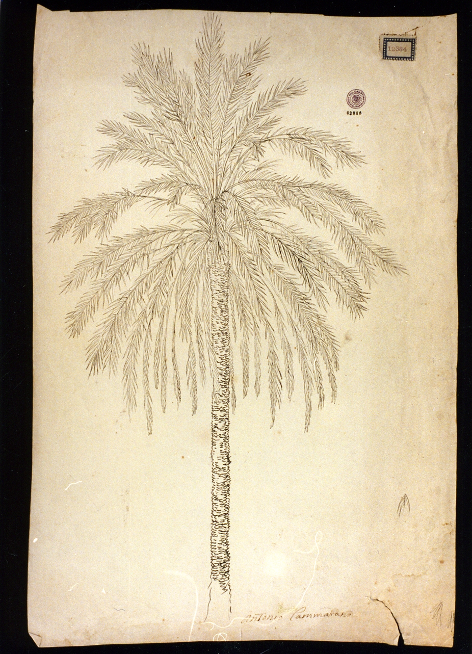 palma da datteri (disegno) di Cammarano Antonio (sec. XIX)