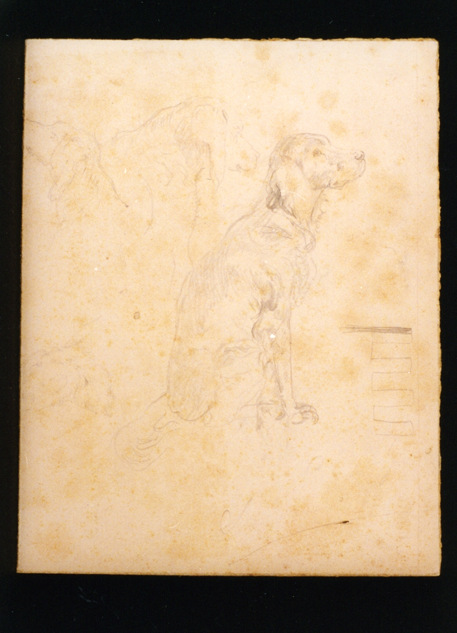 studio di cani (disegno) di Vetri Paolo (sec. XX)