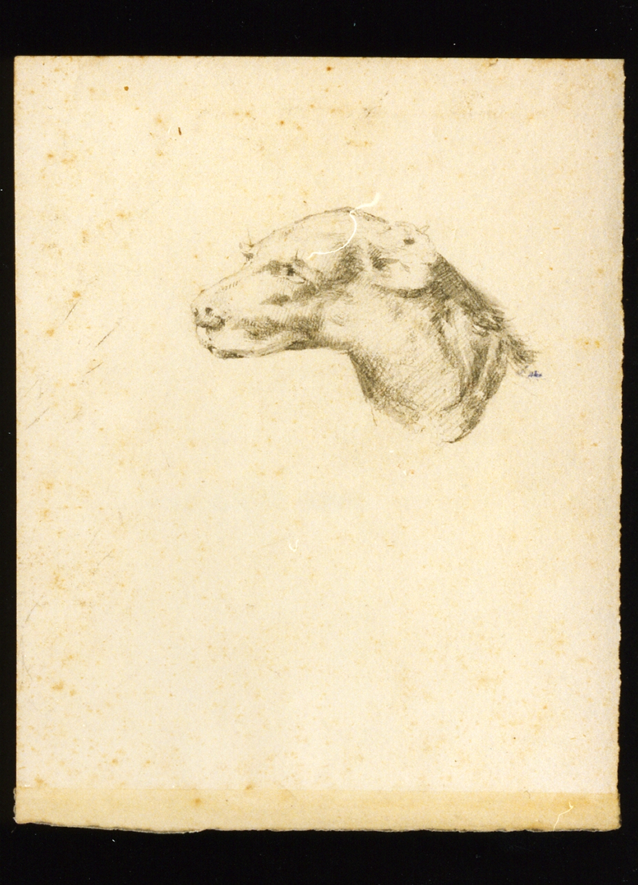 testa di cane (disegno) di Ponticelli Giovanni (sec. XIX)