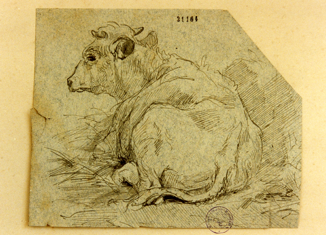 studio di vacca (disegno) di Stein Sophus Frederik (secc. XIX/ XX)