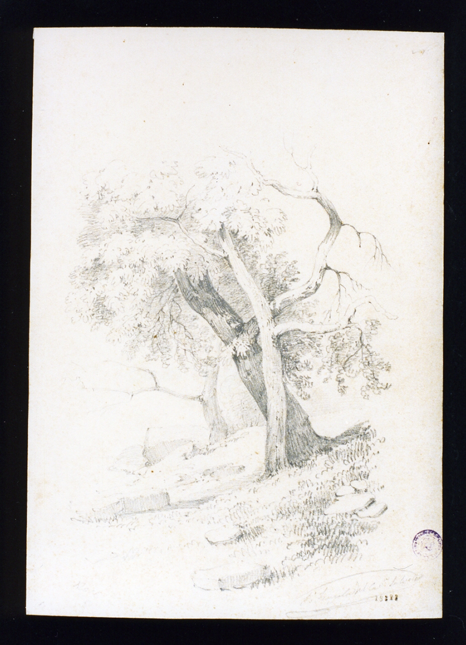 alberi (disegno) di Fergola Francesco (sec. XIX)