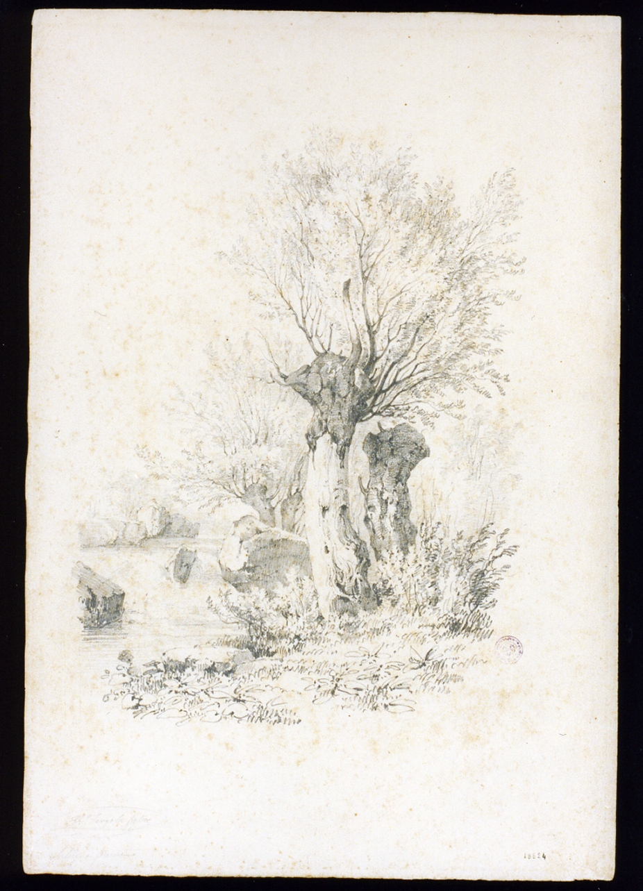 salice di fiume (disegno) di Fergola Francesco (sec. XIX)