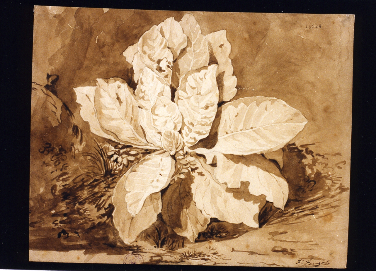 pianta (disegno) di Fergola Francesco (sec. XIX)