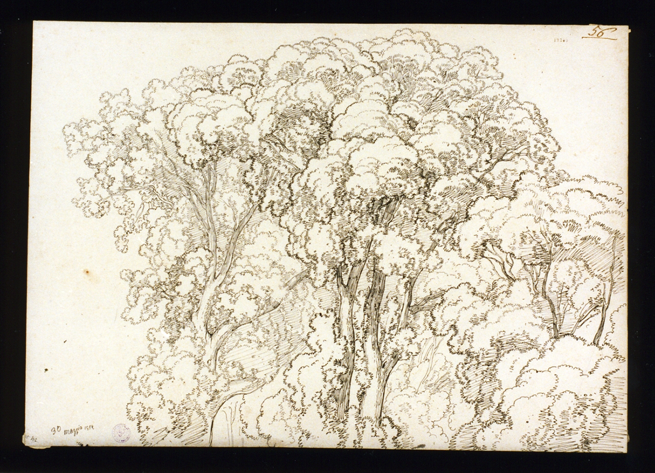 alberi (disegno) di Gigante Giacinto (sec. XIX)