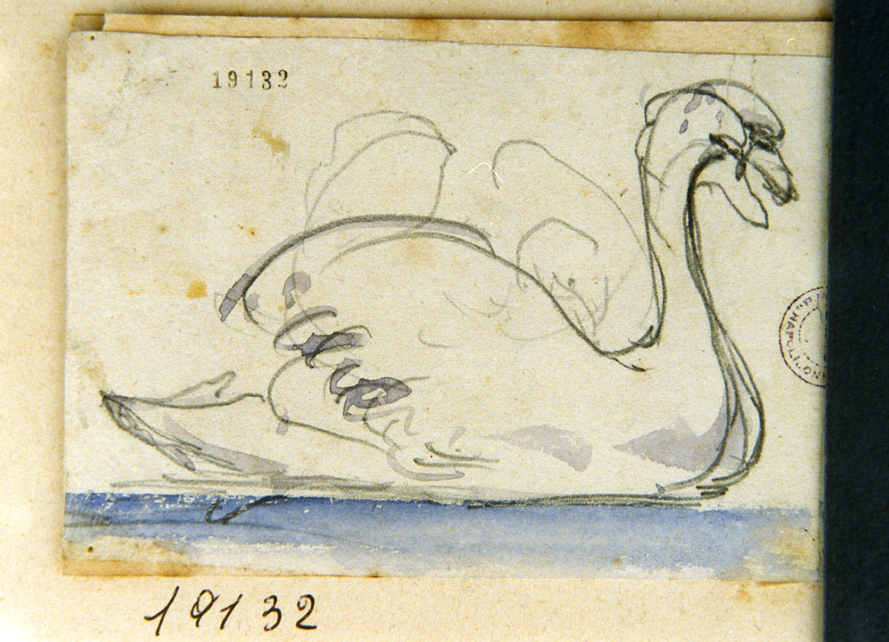 cigno (disegno) di Gigante Giacinto (secondo quarto sec. XIX)