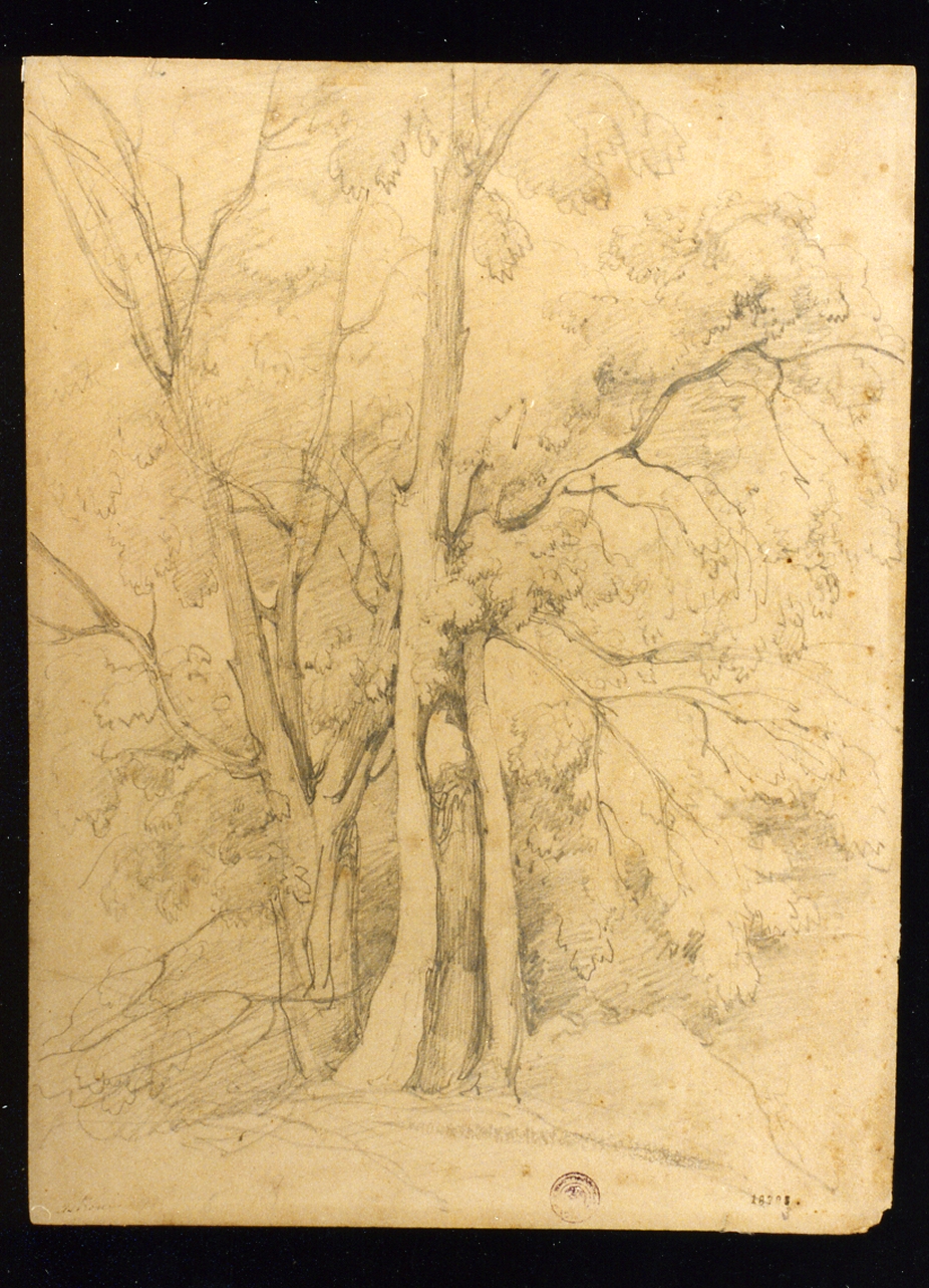 studio di alberi agli Astroni (disegno) di Carelli Consalvo (sec. XIX)