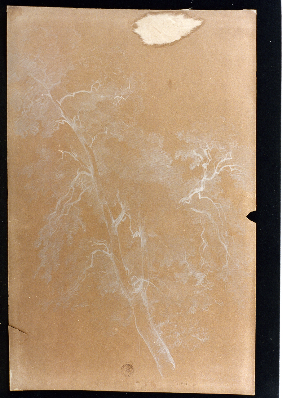studio di alberi (disegno) di Carelli Consalvo (sec. XIX)