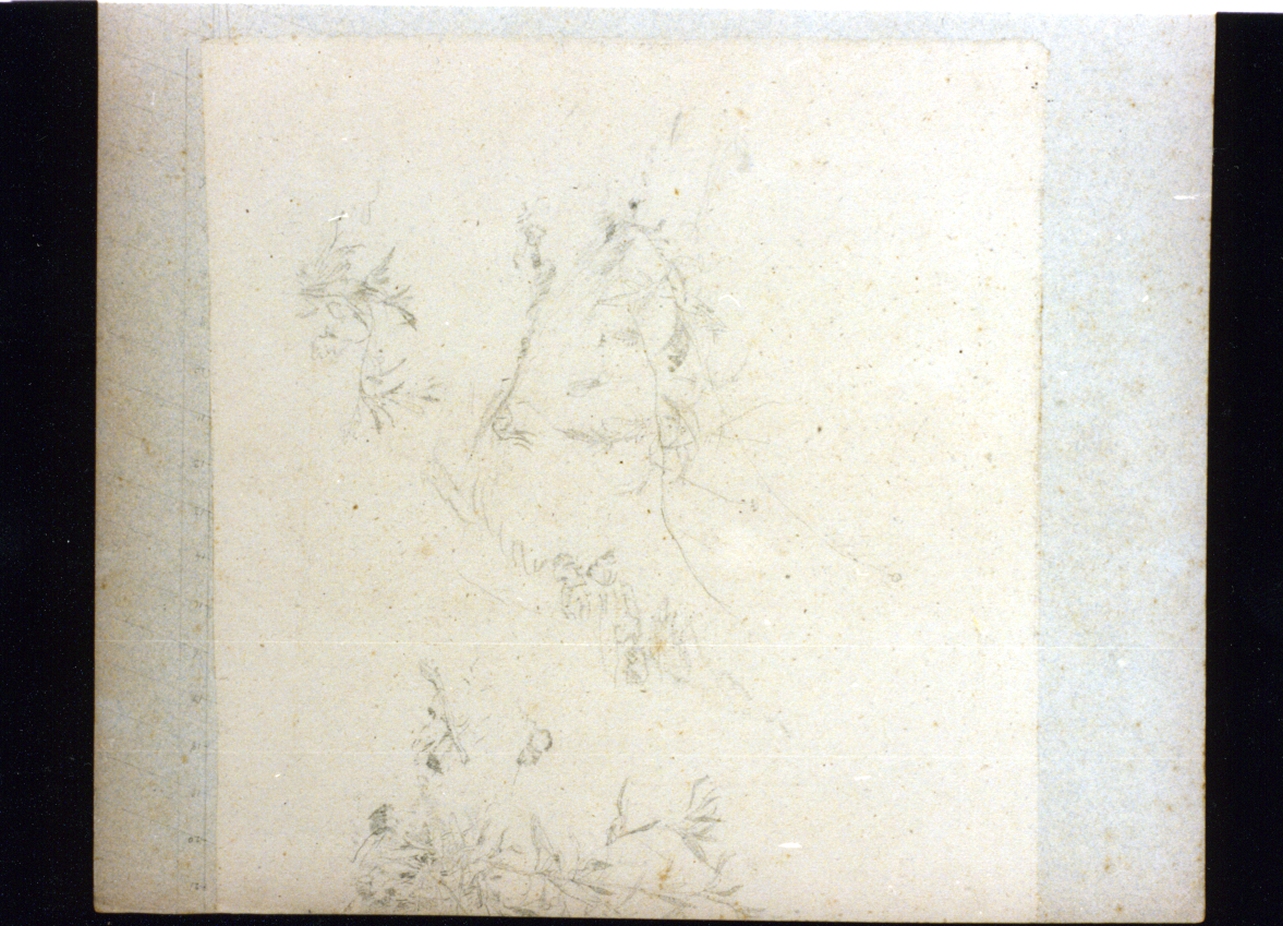 motivi decorativi vegetali (disegno) di Vetri Paolo (sec. XIX)