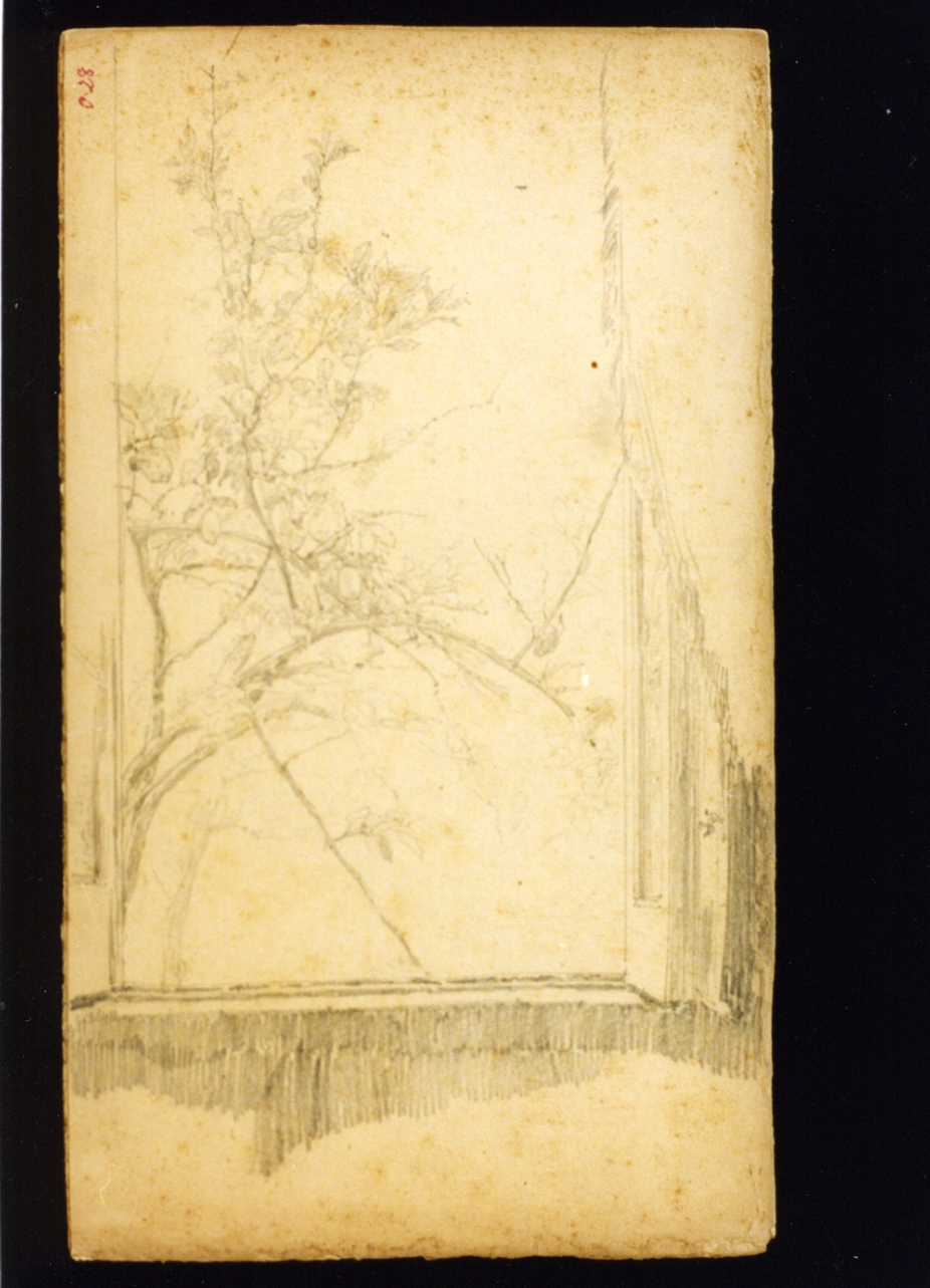 motivi decorativi vegetali (disegno) di Vetri Paolo (secc. XIX/ XX)