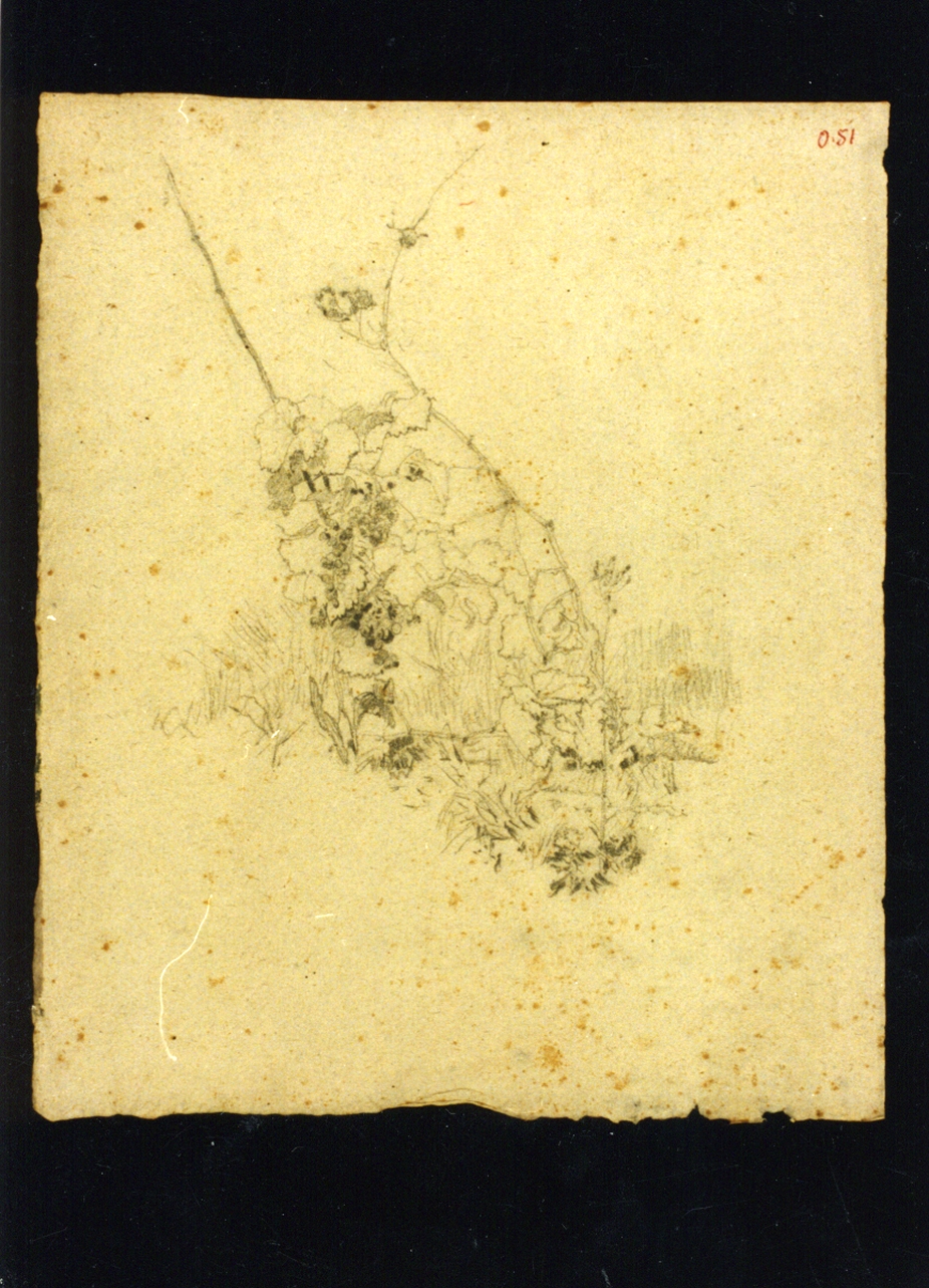 motivi decorativi vegetali (disegno) di Vetri Paolo (sec. XIX)