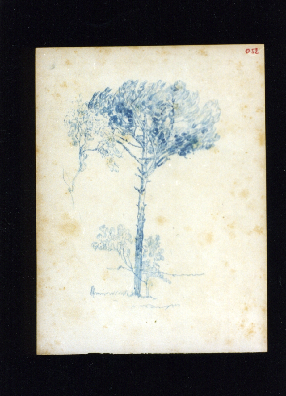 studio di albero (disegno) di Vetri Paolo (sec. XIX)