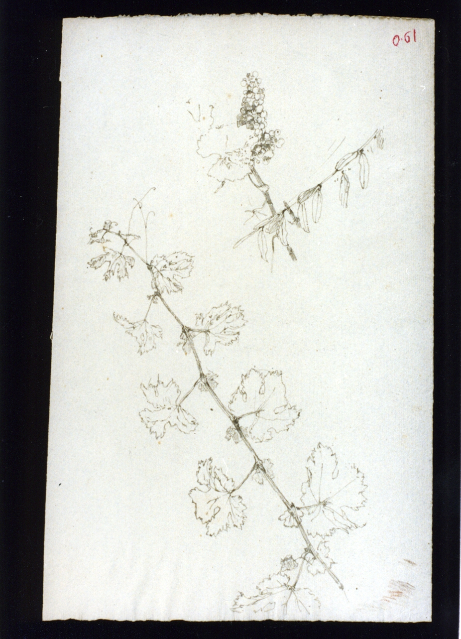 ramo con foglie (disegno) di Vetri Paolo (secc. XIX/ XX)