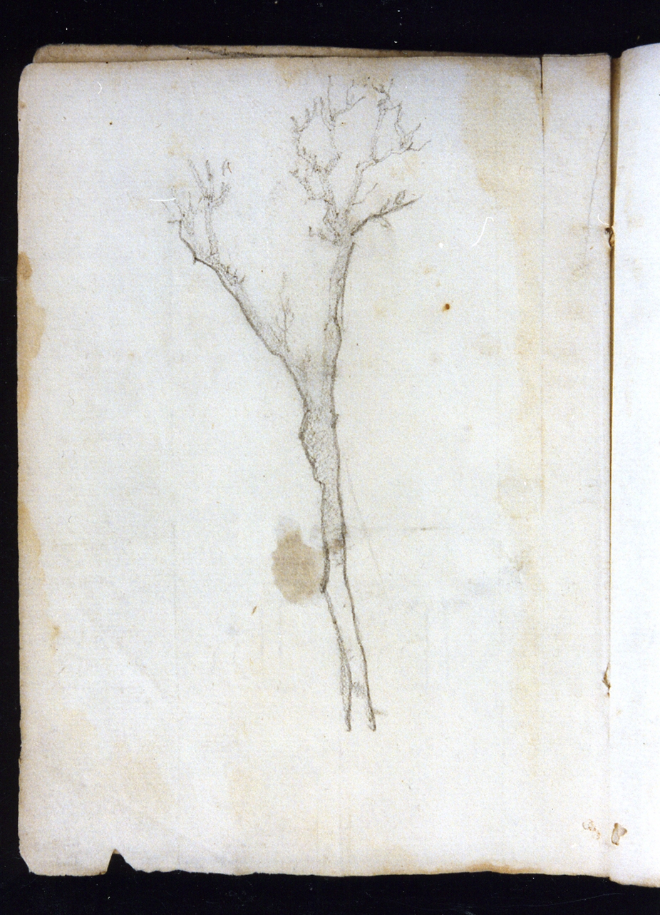 studio di albero (disegno) di Postiglione Raffaele (sec. XIX)