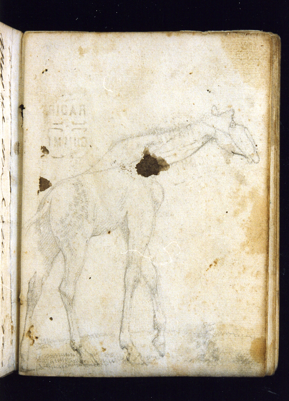 animali (disegno) di Postiglione Raffaele (sec. XIX)