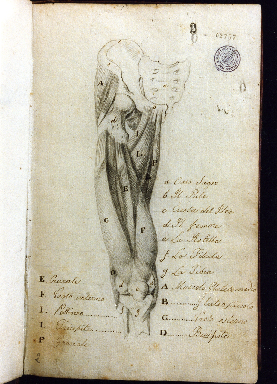 studio di particolare anatomico (disegno) di Cammarano Giuseppe (sec. XVIII)