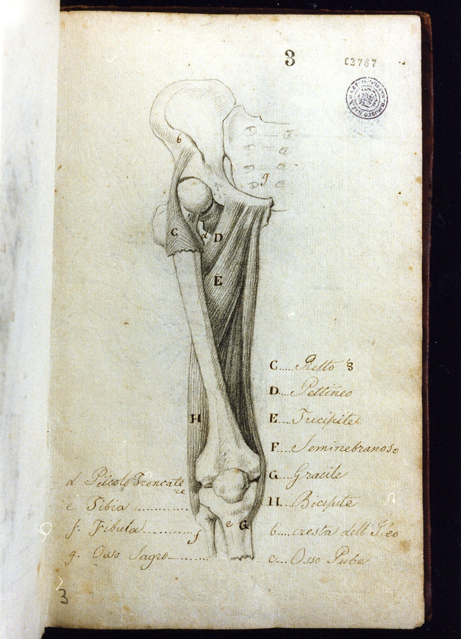 studio di particolare anatomico (disegno) di Cammarano Giuseppe (sec. XVIII)