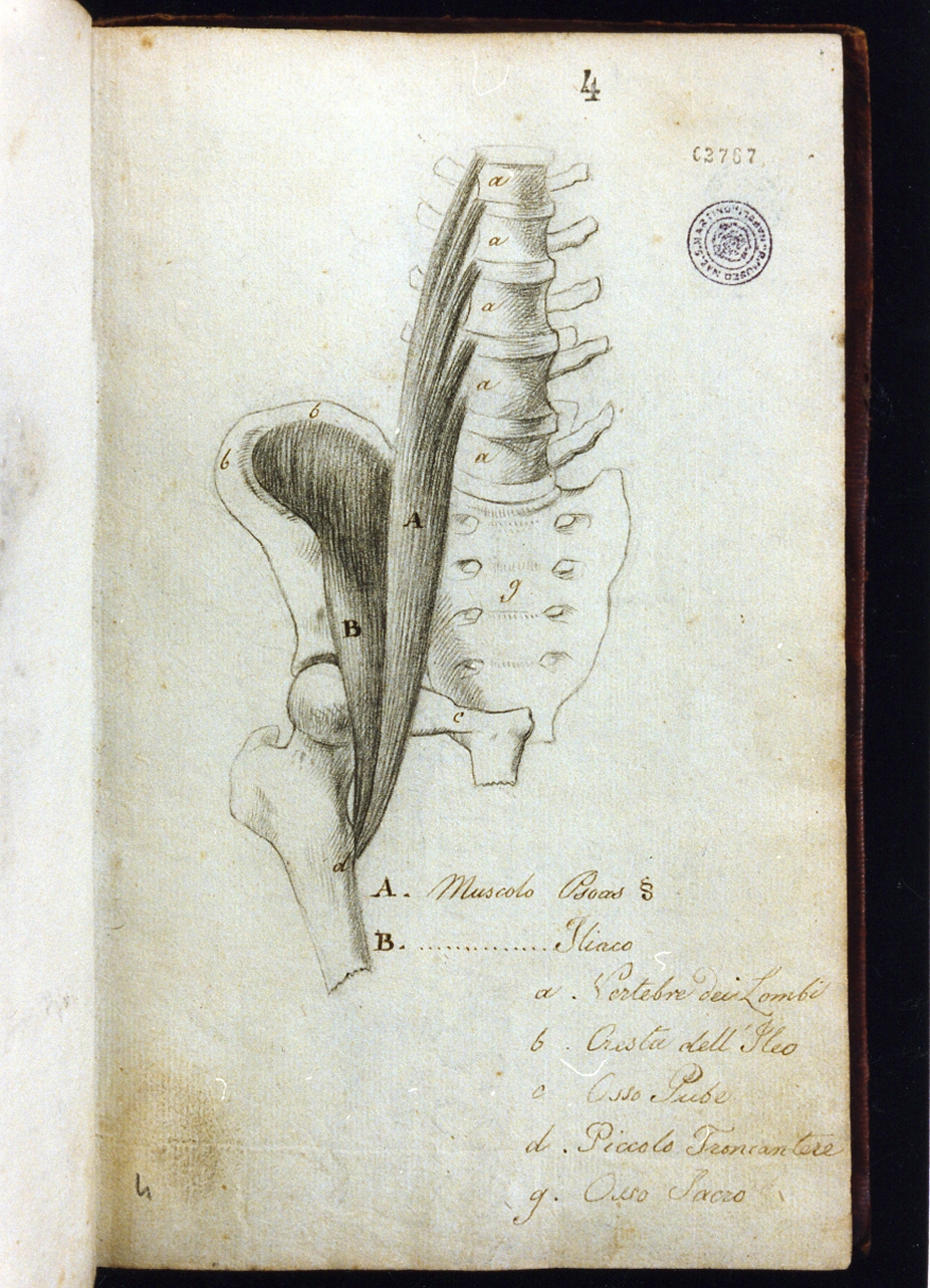 studio anatomico (disegno) di Cammarano Giuseppe (sec. XVIII)