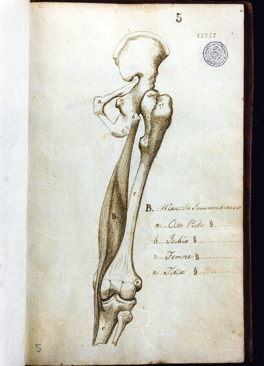 studio anatomico (disegno) di Cammarano Giuseppe (sec. XVIII)