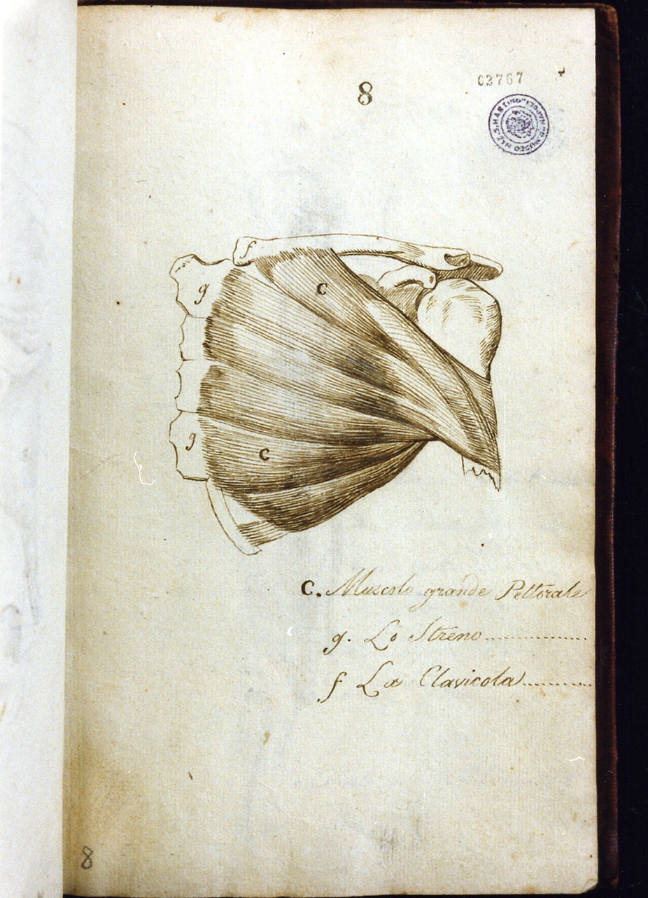 studio anatomico (disegno) di Cammarano Giuseppe (sec. XVIII)