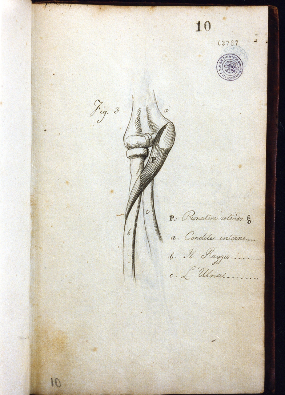 studio anatomico (disegno) di Cammarano Giuseppe (sec. XVIII)