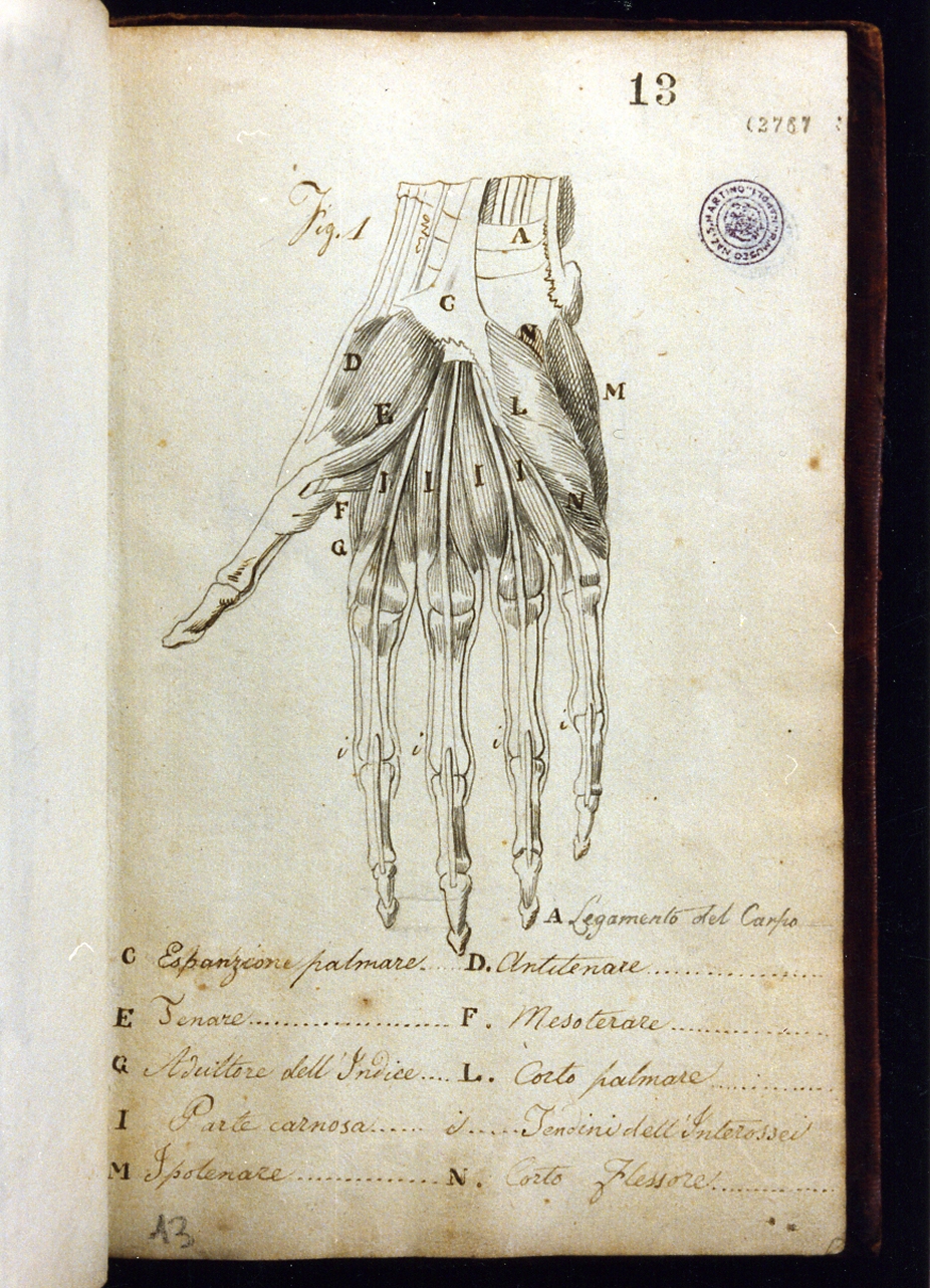 studio anatomico (disegno) di Cammarano Giuseppe (sec. XVIII)