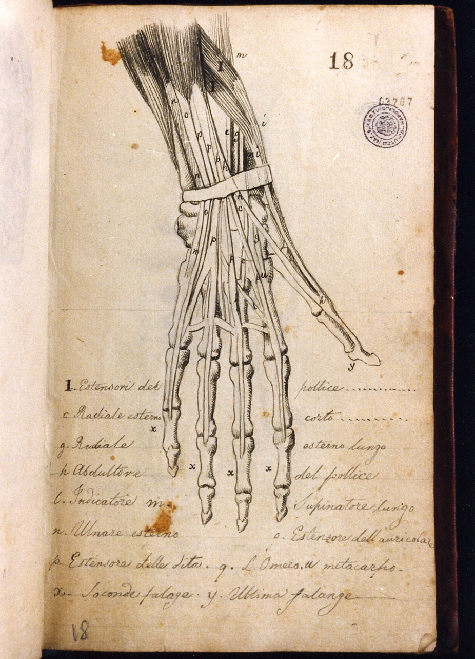 studio anatomico (disegno) di Cammarano Giuseppe (sec. XVIII)