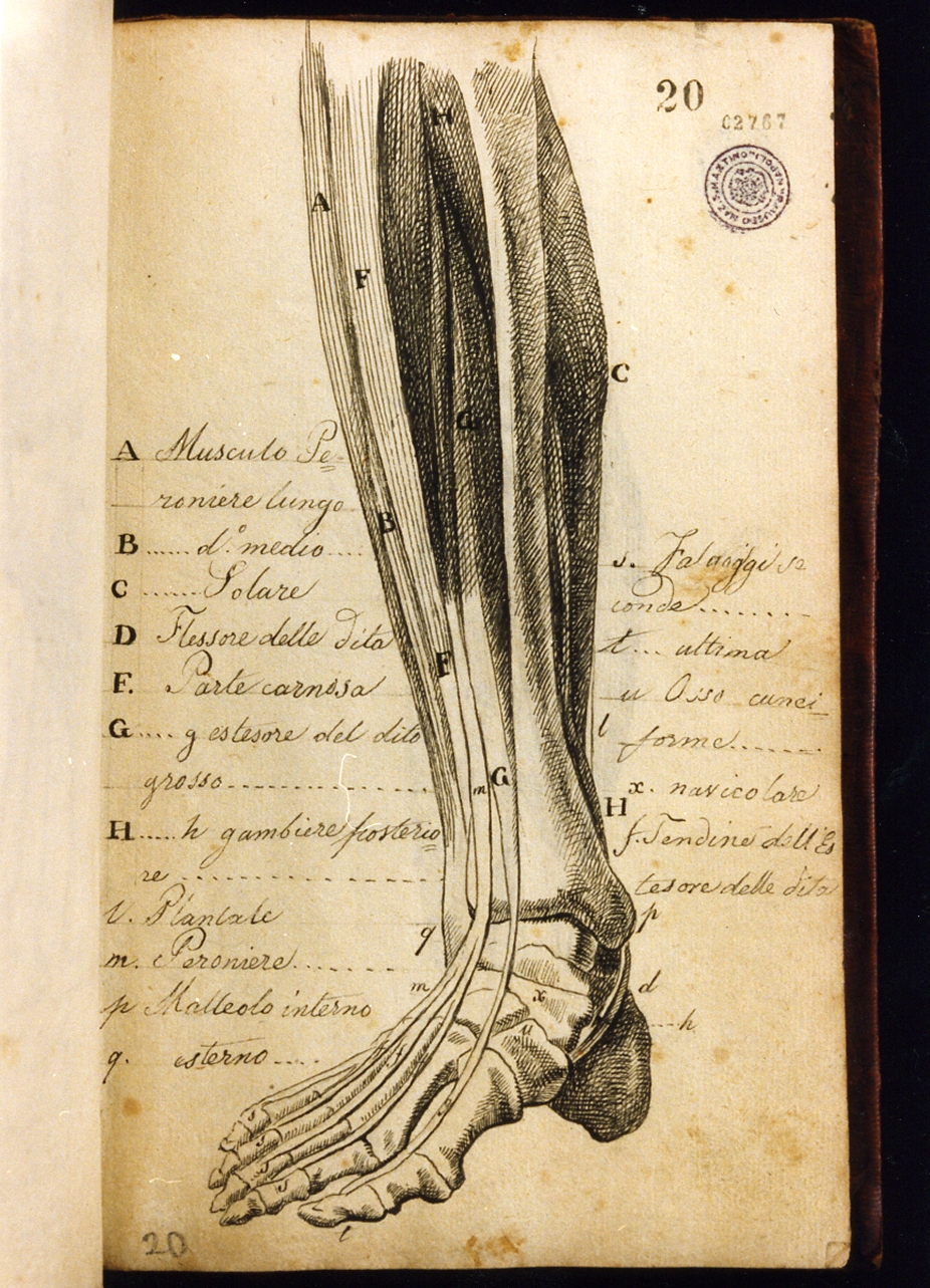 studio anatomico (disegno) di Cammarano Giuseppe (sec. XVIII)