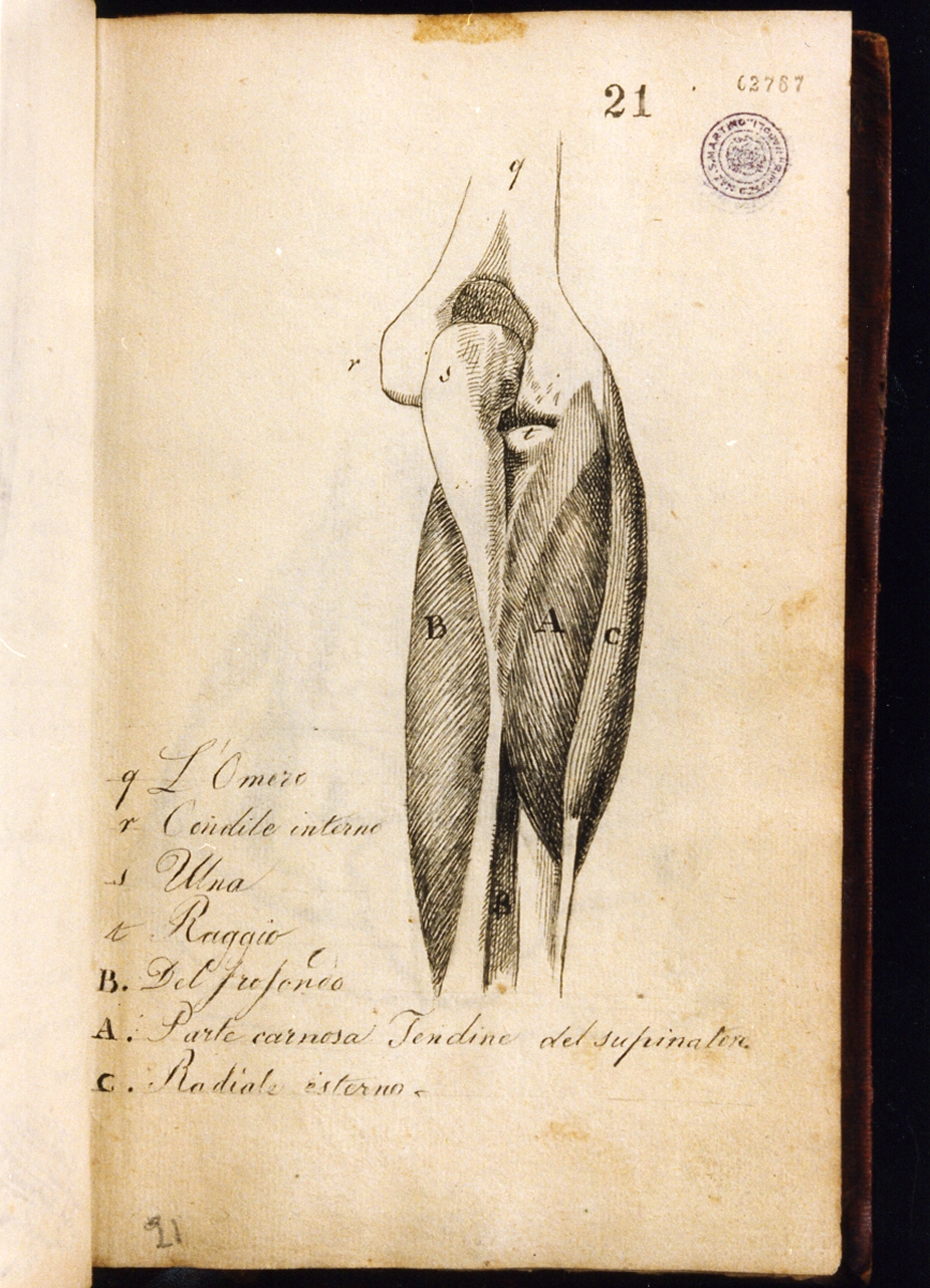 studio anatomico (disegno) di Cammarano Giuseppe (sec. XVIII)