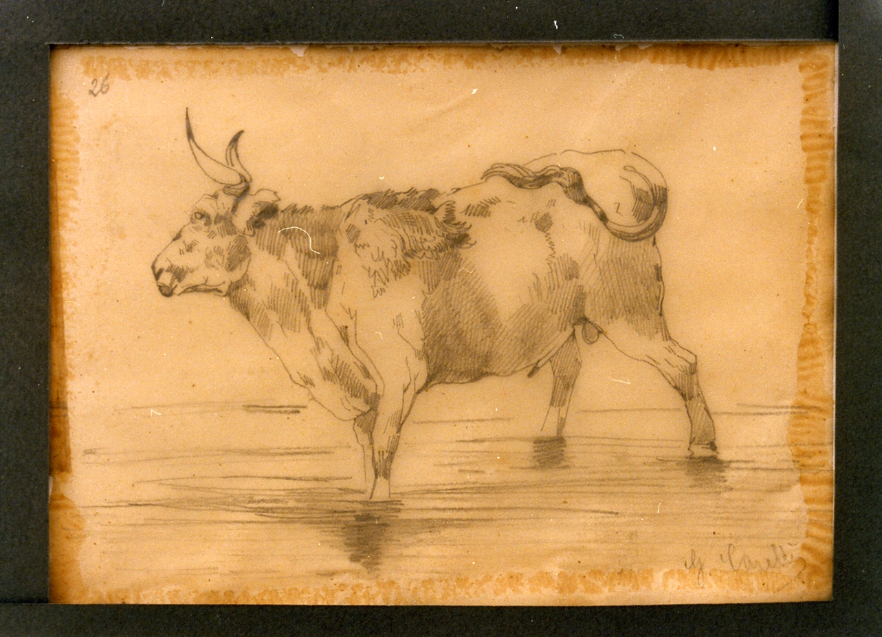 studio di mucca (disegno) di Carelli Consalvo (sec. XIX)