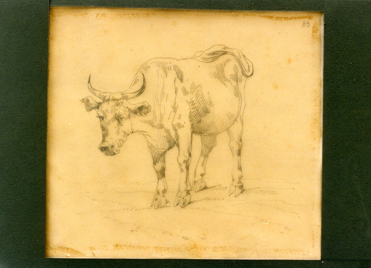 bue (disegno) di Carelli Consalvo (sec. XIX)