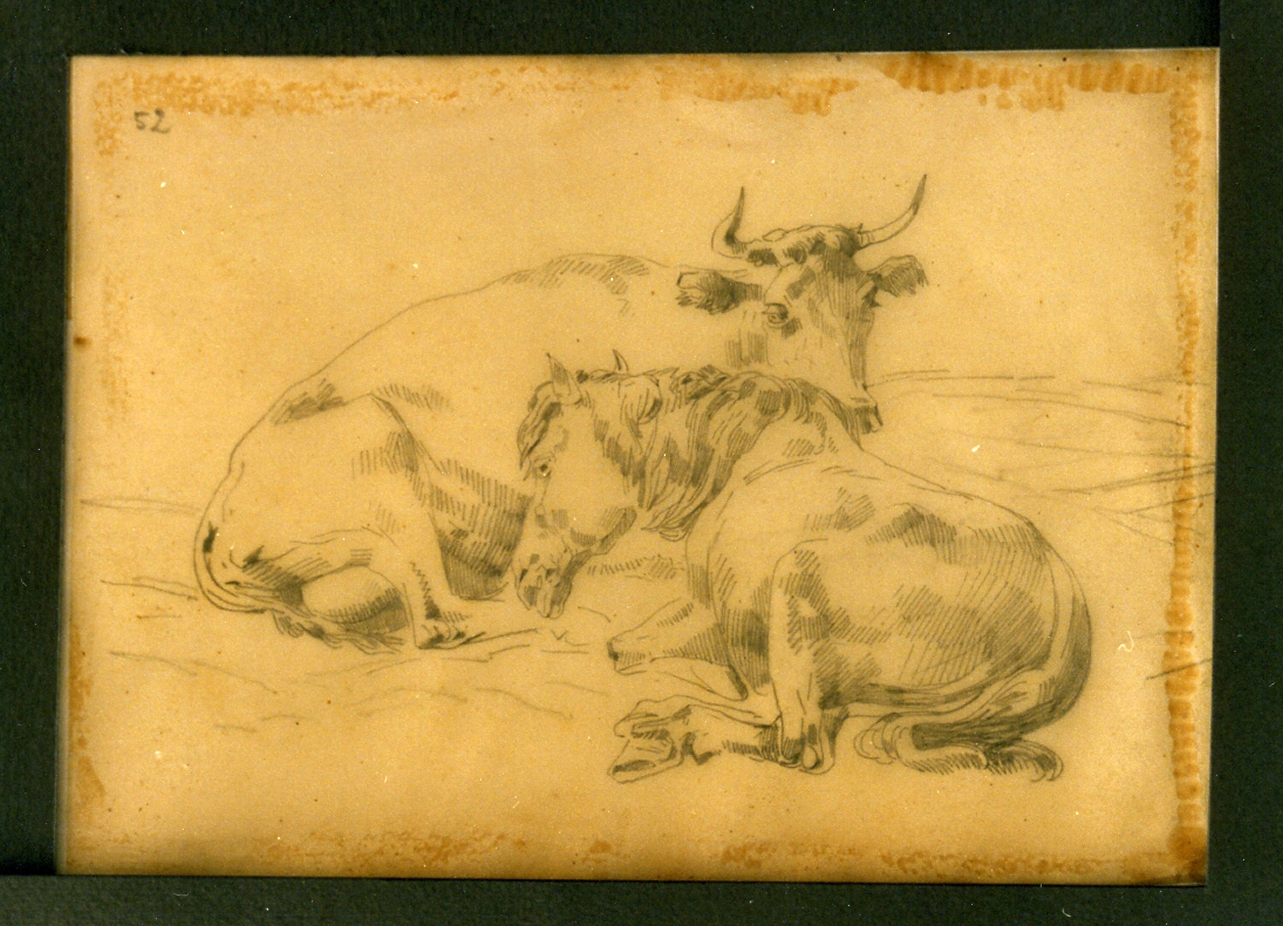 mucca (disegno) di Carelli Consalvo (sec. XIX)