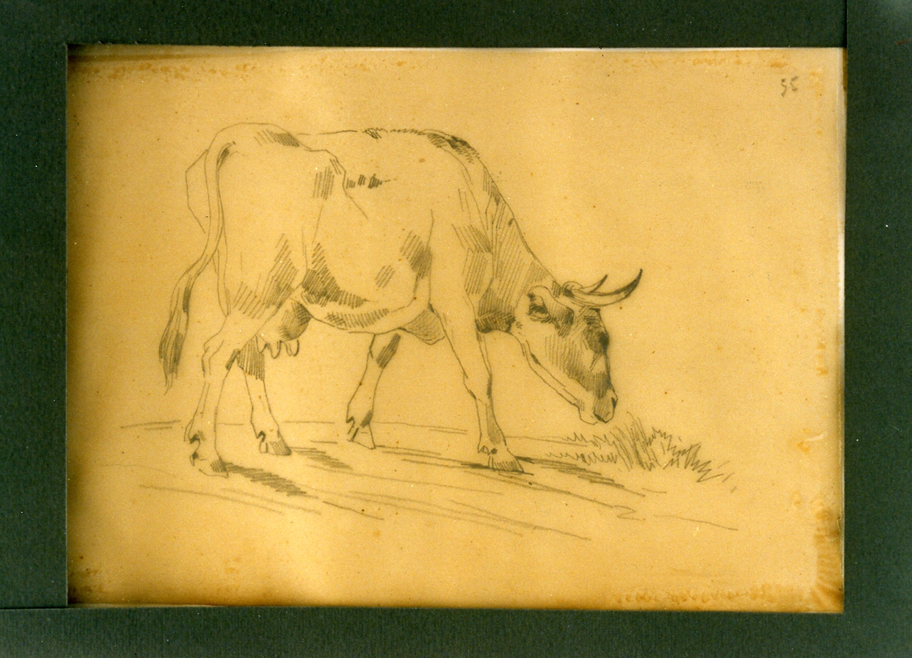 mucca (disegno) di Carelli Consalvo (sec. XIX)