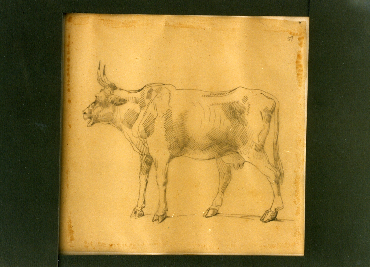 mucca (disegno) di Carelli Consalvo (sec. XIX)