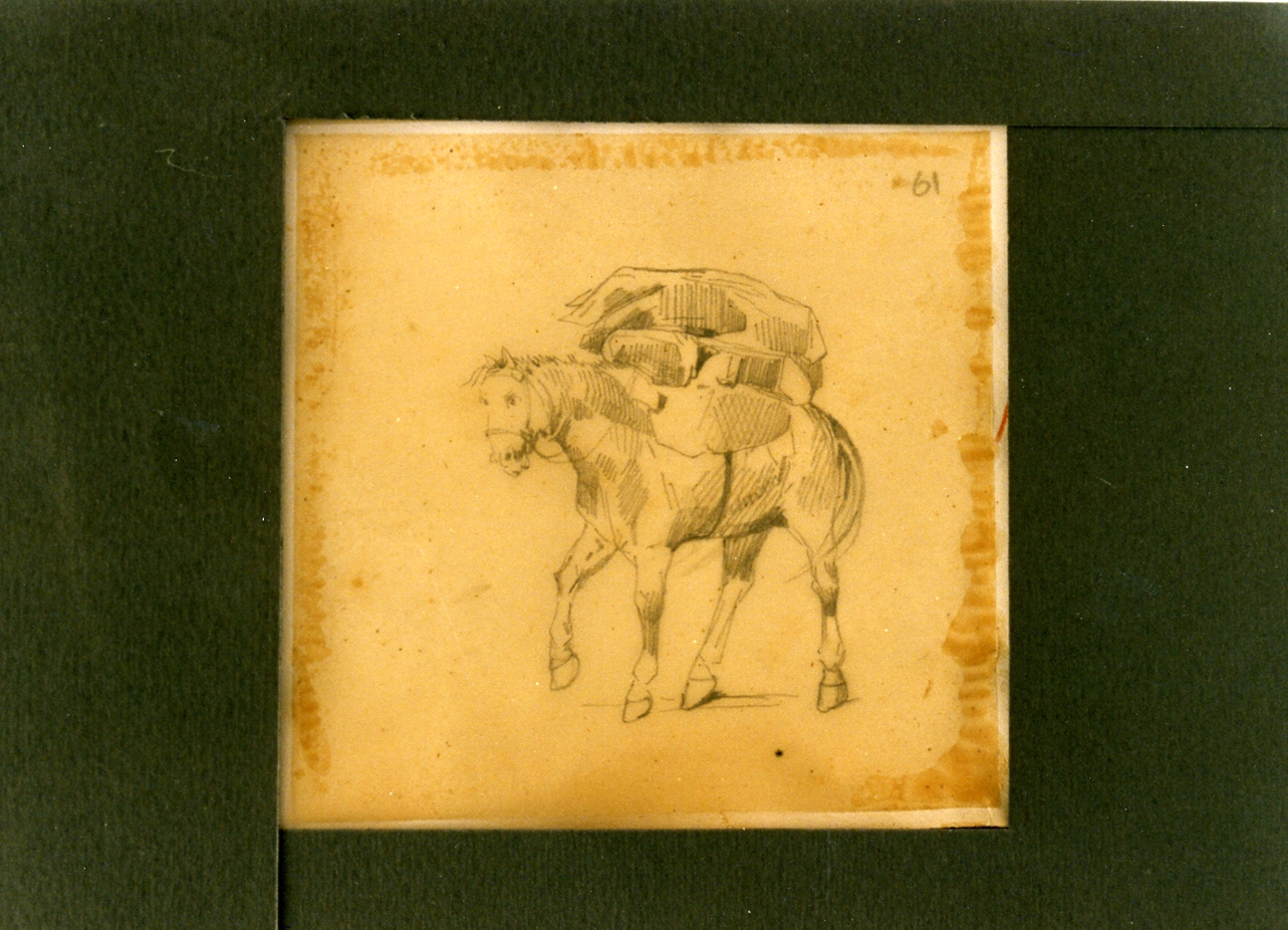 asino (disegno) di Carelli Consalvo (sec. XIX)