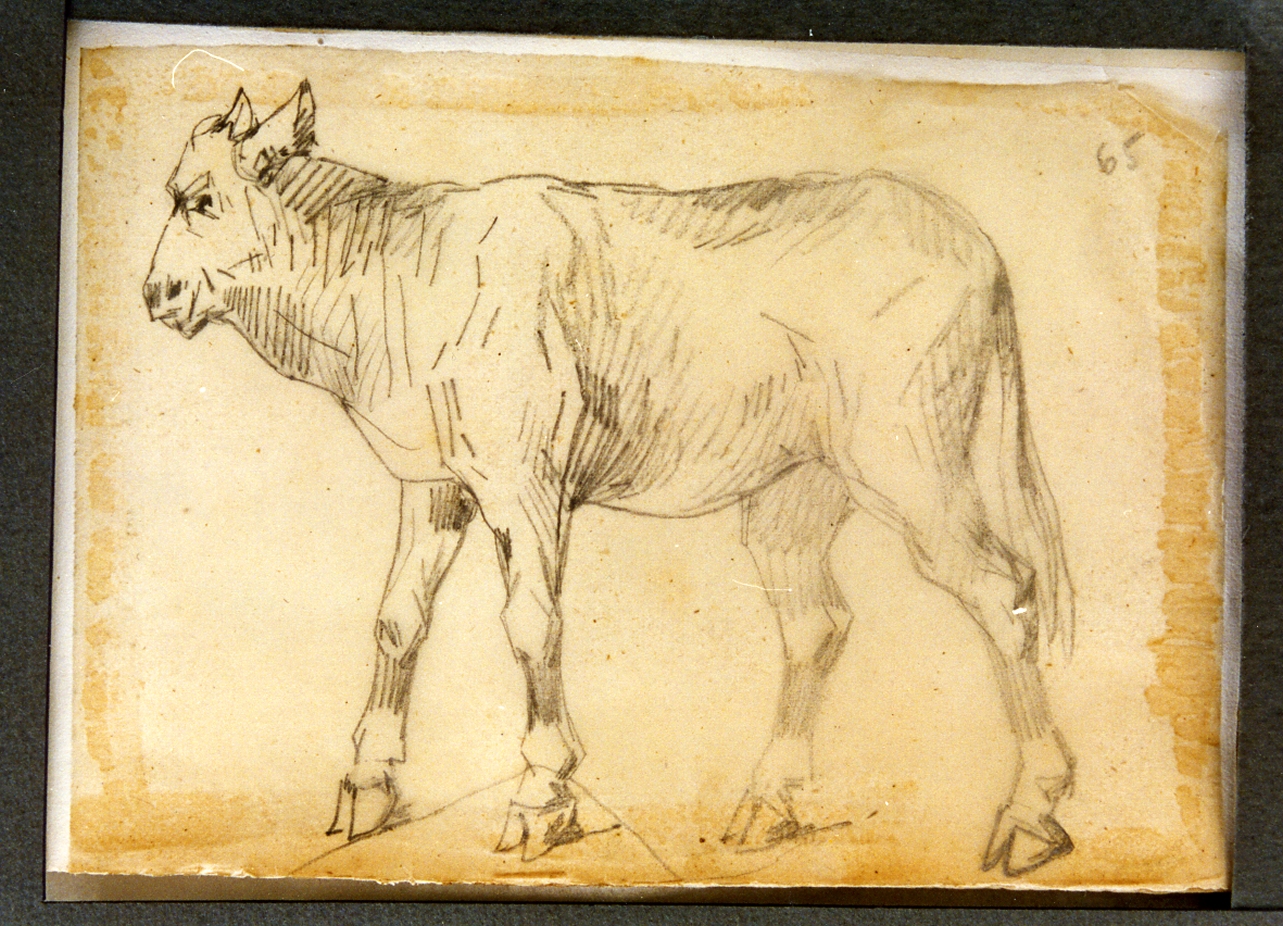 vitello (disegno) di Carelli Consalvo (sec. XIX)