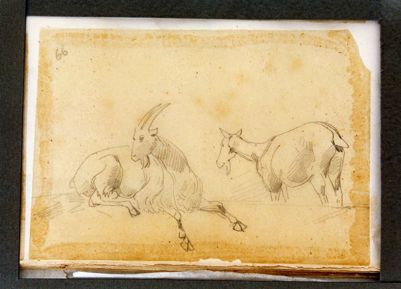 studio di due capre (disegno) di Carelli Consalvo (sec. XIX)