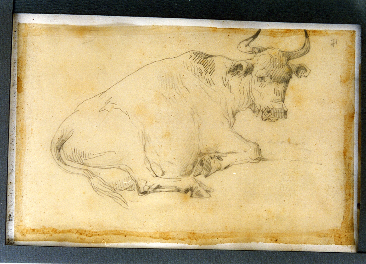 mucca (disegno) di Carelli Consalvo (sec. XIX)