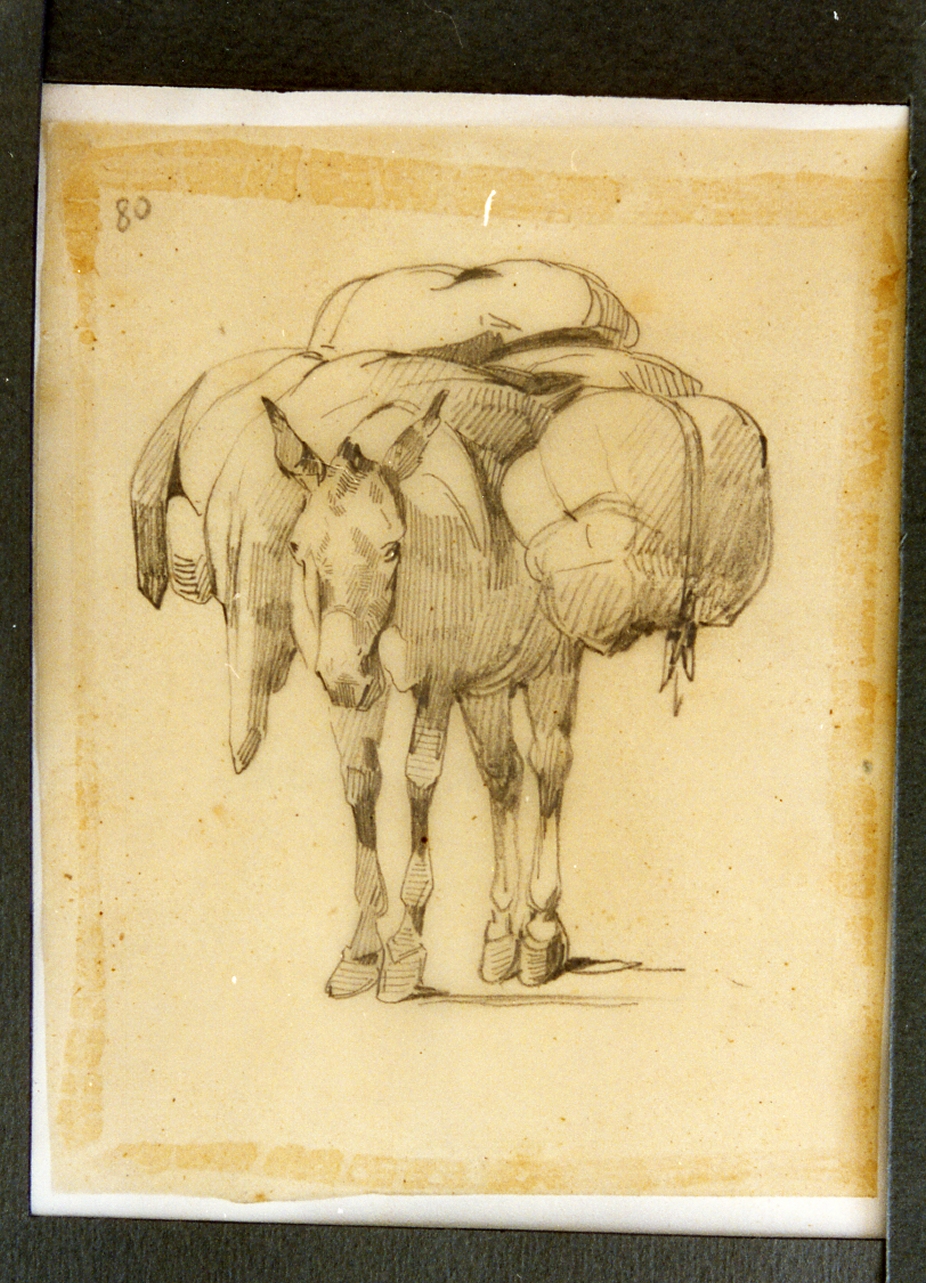 asino (disegno) di Carelli Consalvo (sec. XIX)