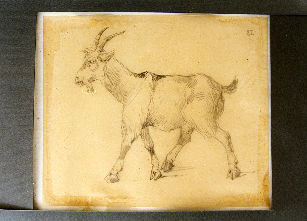 capra (disegno) di Carelli Consalvo (sec. XIX)