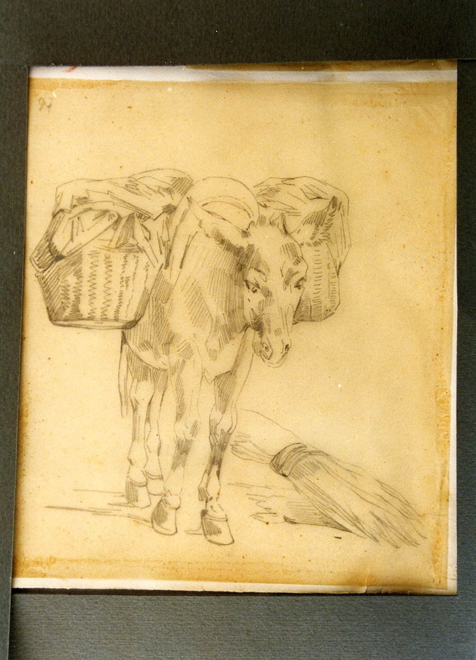 asino (disegno) di Carelli Consalvo (sec. XIX)