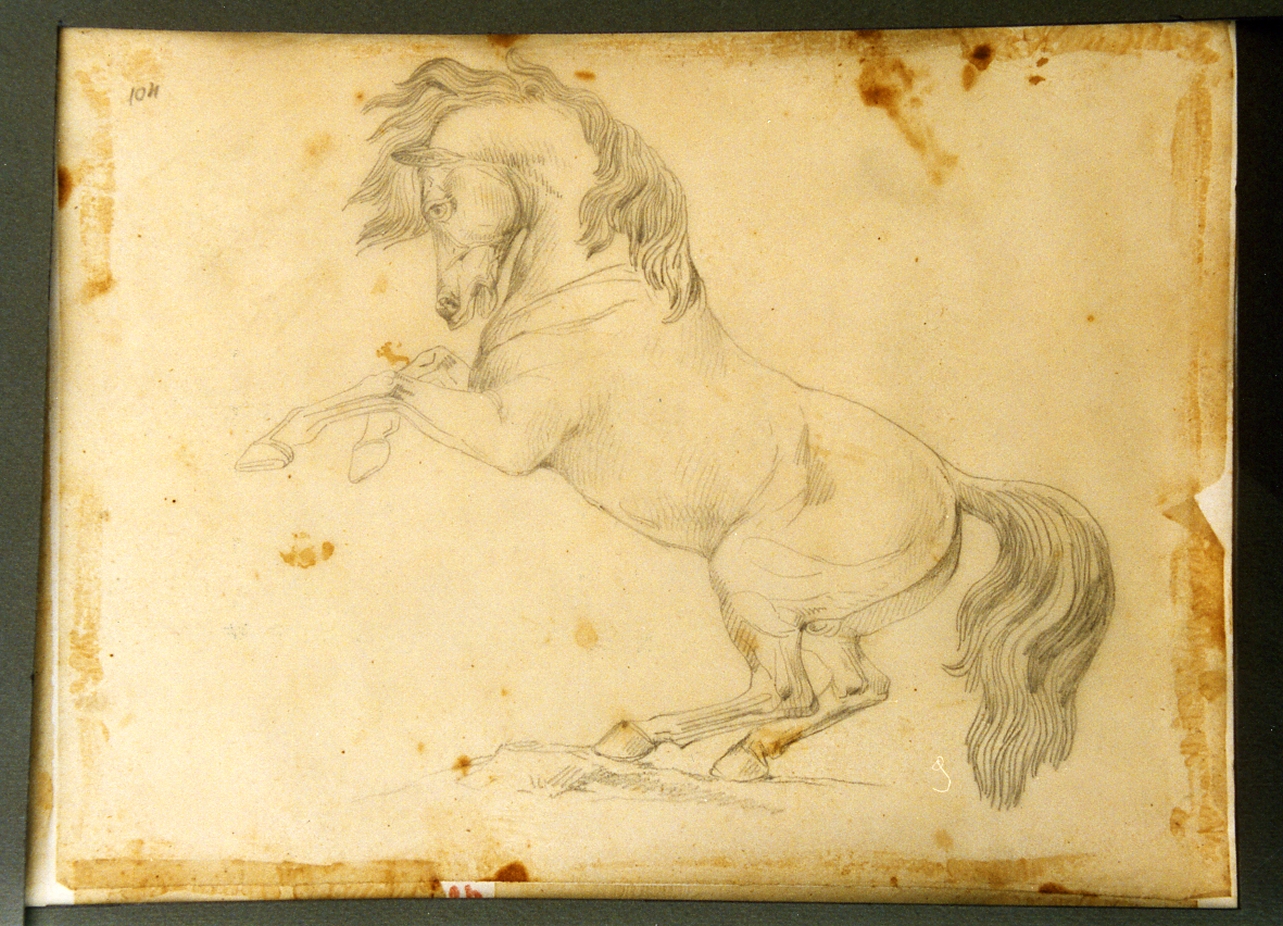 cavallo (disegno) di Carelli Consalvo (sec. XIX)