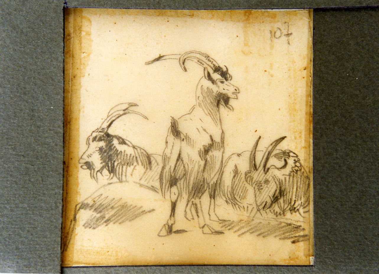 paesaggio con animali (disegno) di Carelli Consalvo (sec. XIX)