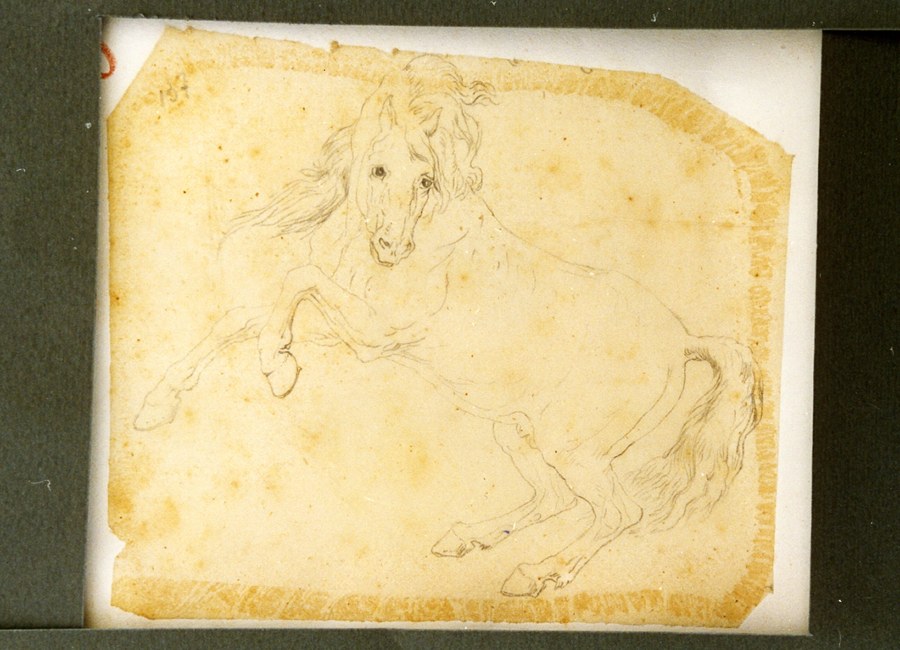 cavallo (disegno) di Carelli Consalvo (sec. XIX)