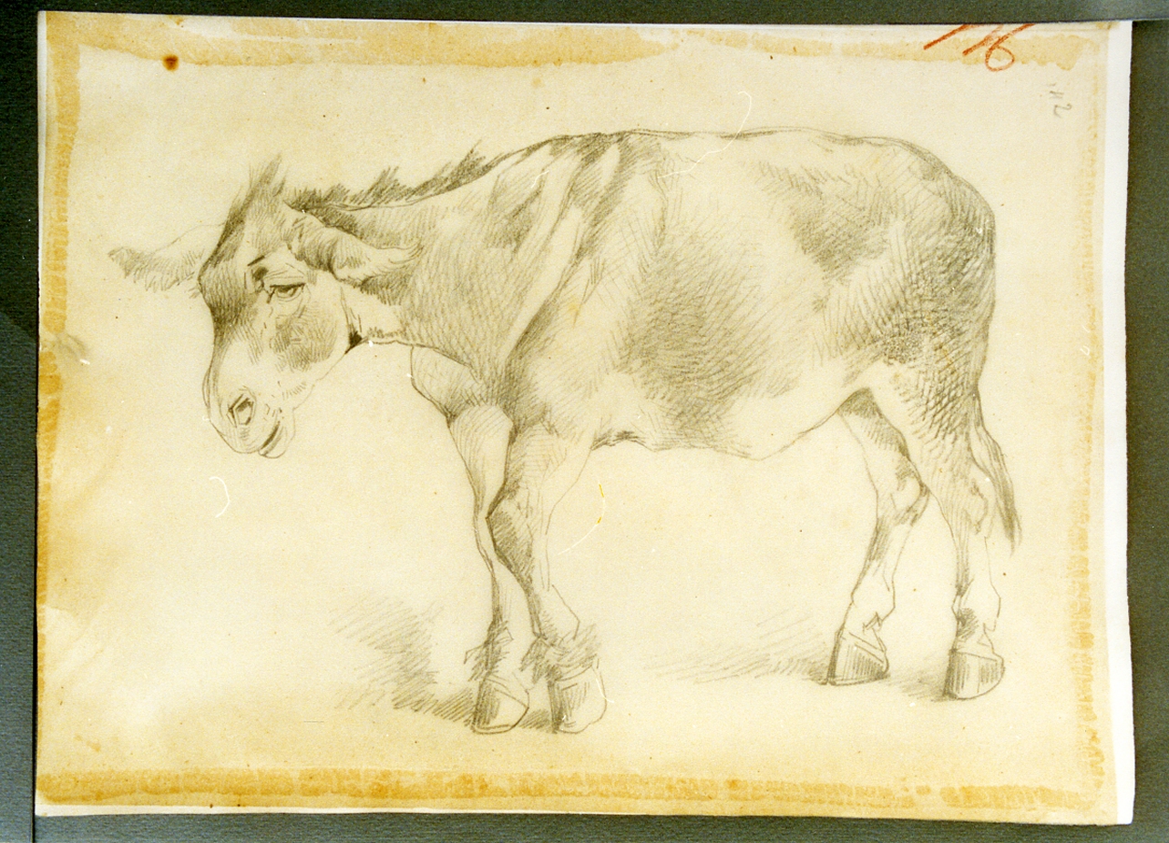 studio di asino (disegno) di Carelli Consalvo (sec. XIX)
