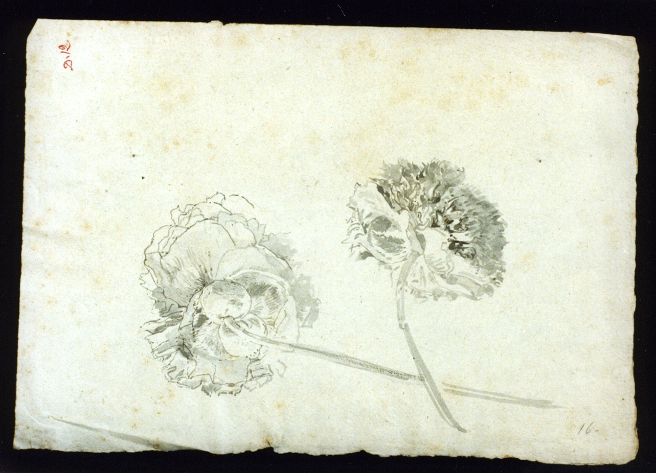 studio di fiori (disegno) di Vetri Paolo (secc. XIX/ XX)