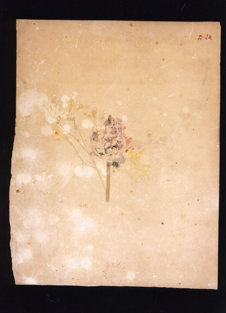 studio di fiori (disegno) di Vetri Paolo (secc. XIX/ XX)