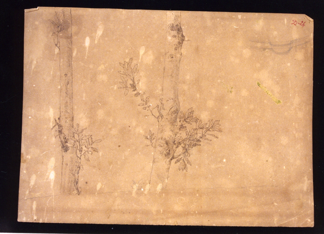studio di alberi (disegno) di Vetri Paolo (secc. XIX/ XX)